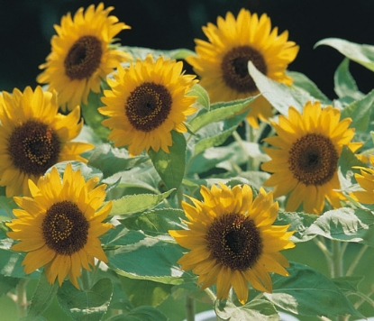 Picture of Helianthus (Sunflower) - Big Smile